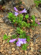 Summer '06 Sunriver 540 